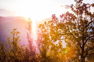 Altın güneş ışığı, uzak bir dağ ufkuna karşı sakin bir arazide ağaçları yıkıyor. Şafağın huzur dolu özünü ve doğanın barışçıl güzelliğini yakalıyor..