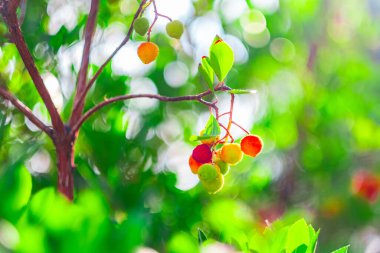 Renkli meyveler, güneşli bir bahçedeki parlak yeşil yaprakların arasında bir dalda asılı duruyor. Canlı renkler göze çarpıyor, canlı ve huzurlu doğal bir sahne yaratıyor..