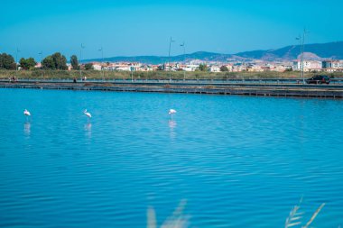 Flamingolar sakin mavi bir gölde zarif bir şekilde yürürler. Arka planda şehir binaları ve tepeler vardır. Sakin atmosfer berrak gökyüzü ve sakin su yansımaları tarafından vurgulanır..