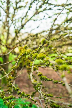 A detailed view of moss-covered branches from a tree in a lush outdoor setting, emphasizing natural textures and vibrant greenery under sunlight. clipart