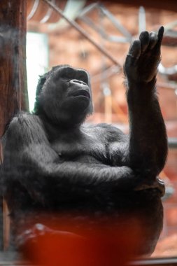 A solitary gorilla is captured in a thoughtful pose, seated near a lighted window in its enclosure. The image portrays contemplation, dignity, and the beauty of great apes. clipart