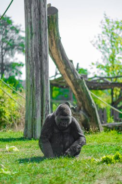 Gorilla captured in a relaxed pose in a naturalistic setting, illustrating tranquility and connection with nature. clipart