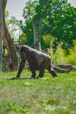 A powerful gorilla walking on green grass in a beautiful outdoor enclosure surrounded by lush trees, captured in vibrant lighting enhancing the majestic animal's natural presence. clipart