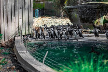 A group of penguins assembled by the poolside in their enclosed space, featuring natural wooden walls, stones, and greenery, showcasing an engineered wildlife habitat. clipart