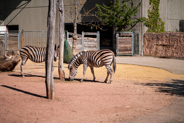 Zebras grazing peacefully in a zoo's outdoor habitat featuring sandy ground, wooden fences, and green foliage under the warm sunlight. Captures a calm and natural wildlife setting.