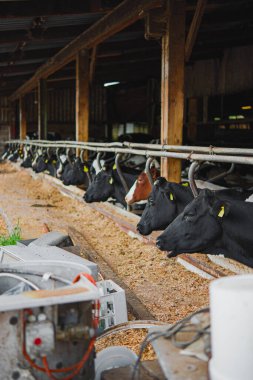 Bir sıra inek ahırda yemek yerken, çiftlik hayvanlarına ve tarımsal faaliyetlere odaklanmış sakin bir tarım sahnesini tasvir ediyor..