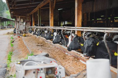 Kahverengi ve siyah inekler ahırda yem yiyorlar. Çiftlik hayvanlarının bakımını ve tarım altyapısını gösteren kırsal bir manzara.