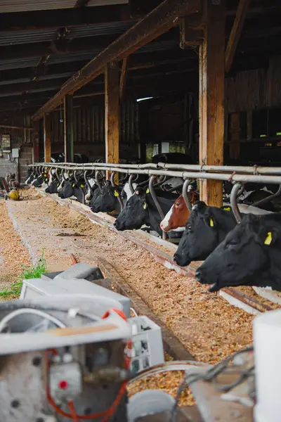 Birden fazla ineğin beslenmek için sıraya girdiği ahır ortamı. Tarım ve hayvancılık yönetimi uygulamaları süt ürünleri yetiştiriciliğinde sürdürülebilirliği ve dikkatli hayvan bakımını vurguluyor