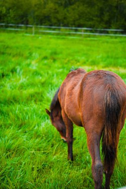 Huzurlu bir çevre ve doğal güzellikle çevrili yemyeşil bir çayırda otlayan kahverengi bir atın sakin bir sahnesi..