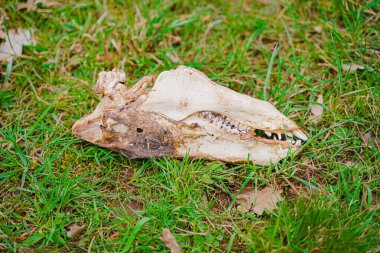Çimlerin üzerinde yatan çürümüş bir hayvan kafatasının yakın plan çekimi, doğal süreçleri ve zamanın geçişini vurguluyor, biyolojik, ekolojik veya eğitimsel çağrışımlarla kırsal dış imgeleri çağrıştırıyor..