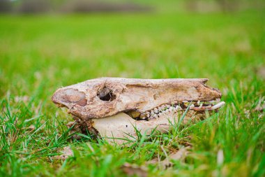 Yıpranmış hayvan kafatası yemyeşil çimlerin üzerinde yatar. Doğanın döngüsünü ve çürümenin katıksız güzelliğini yakalar. Vahşi yaşamın sanatsal temsili ve zamanın canlı açık hava manzarasında akışı..