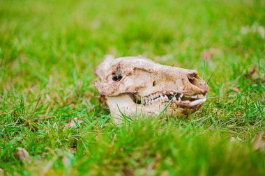 Canlı yeşil çimenlerin üzerinde dinlenen bir hayvan kafatasının yakın çekimi, yaşamın doğal döngüsünü sembolize ediyor ve açık havada çürüyor..