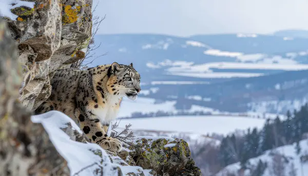 Kar leoparı Karlı bir manzaraya bakan bir kayalığa tünemiş.