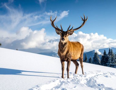 Karlı bir arazide Görkemli Geyik