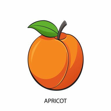 Beyaz arka planda çizgi film tarzında kayısı. Vektör illüstrasyonu.