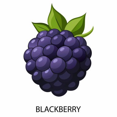 Blackberry beyaz arka planda çizgi film tarzında. Vektör illüstrasyonu.