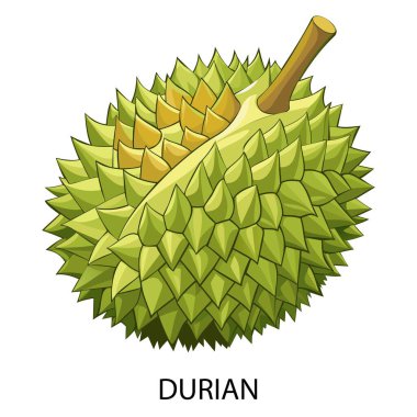 Durian beyaz arka planda çizgi film tarzında. Vektör illüstrasyonu.