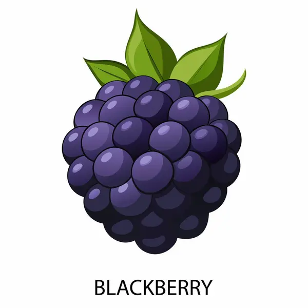 Blackberry beyaz arka planda çizgi film tarzında. Vektör illüstrasyonu.