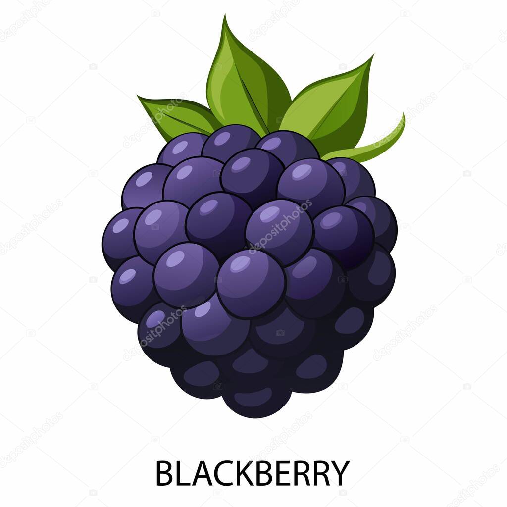 Blackberry in cartoon style on a white background. Vector illustration.