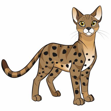 Ashera kedi vektör illüstrasyonu çizgi film tarzında beyaz arkaplan izole.