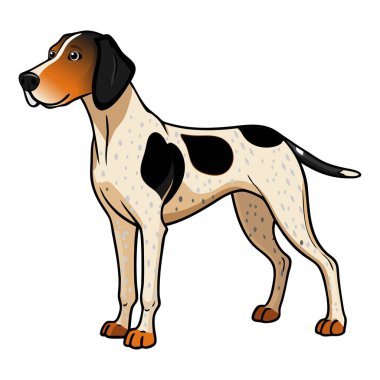 Ariege Hound köpek vektör çizimi çizgi film tarzında beyaz arkaplanda izole edildi.