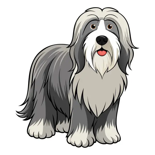 Sakallı Collie Dog cins vektör çizimi karikatür tarzında beyaz arkaplanda izole edildi.
