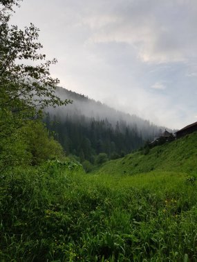 Ukrayna Karpatlarının güzel manzarası