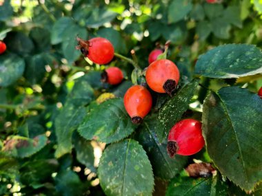 ripe red berries of a sweetbrier clipart