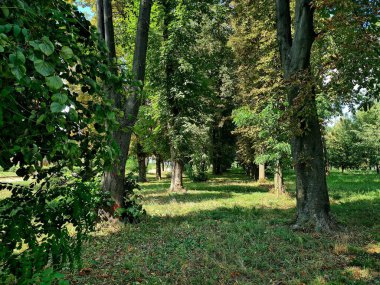 Ormanda yeşil ağaçlar.