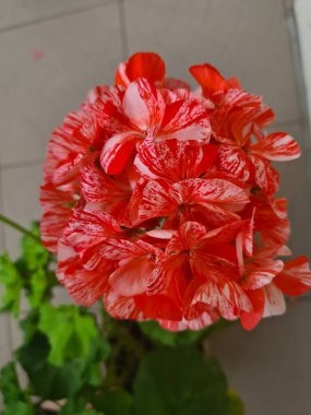 Bahçedeki güzel kırmızı sardunya çiçeği