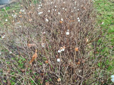 beautiful snowberries in the garden clipart