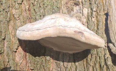 Ormandaki mantarların manzarasını kapat.