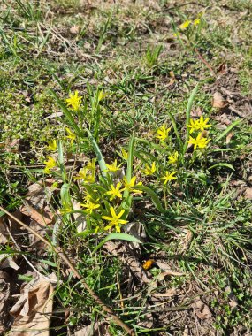 Ormandaki sarı çiçekler açıyor.