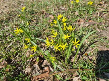Beytüllahim 'in Sarı Yıldızı