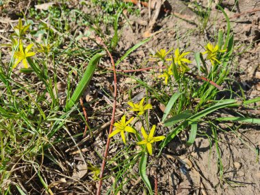 Güzel sarı bahar çiçekleri