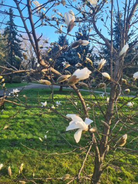 Beyaz manolya ağacı çiçek açıyor.