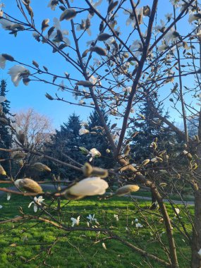 Bahar bahçesindeki manolya çiçeği