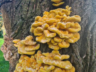 Ormanda parlak sarı mantarlar