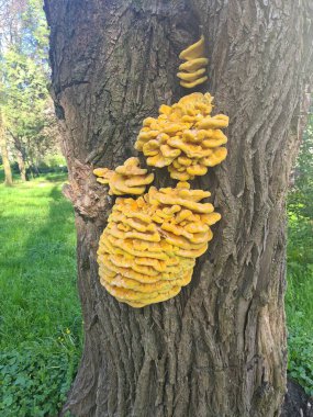 Ormanda parlak sarı mantarlar