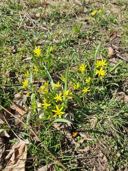 Ormandaki sarı çiçekler açıyor.
