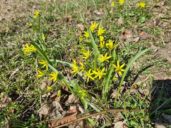 Beytüllahim 'in Sarı Yıldızı
