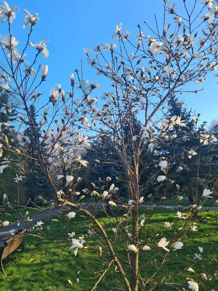 Bahar ağacındaki beyaz çiçek