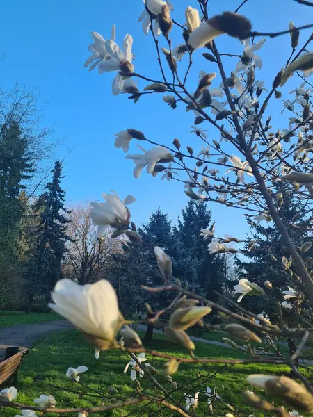 Manolya ağacı çiçek açacak.