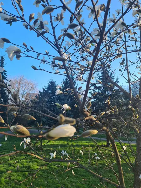 Bahar bahçesindeki manolya çiçeği