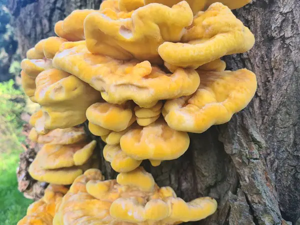 Sarı orman mantarlarının güzel makro ayrıntıları