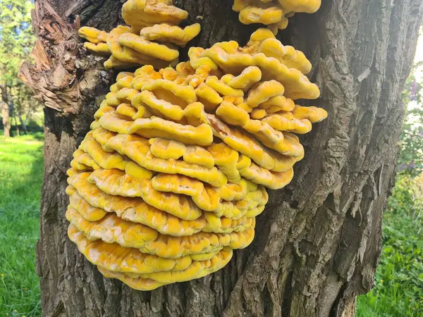 Mantar Ormanın Tavuğu