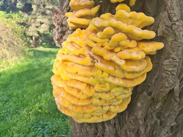 Ağaçtaki sarı mantarlar