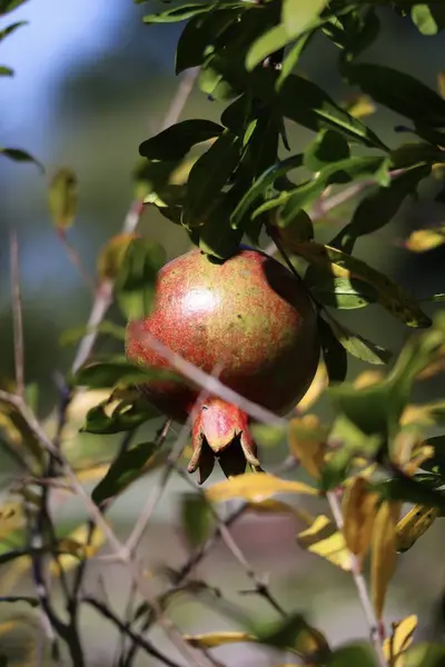 Nar Ağacı: Daldan sarkan taze nar