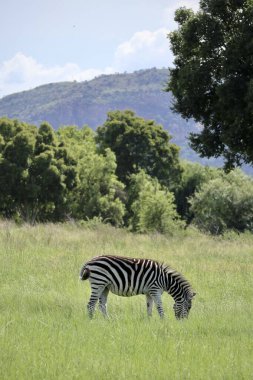 Zebra, Güney Afrika 'da güneşli bir günde, stok fotoğrafı. Yüksek kalite fotoğraf