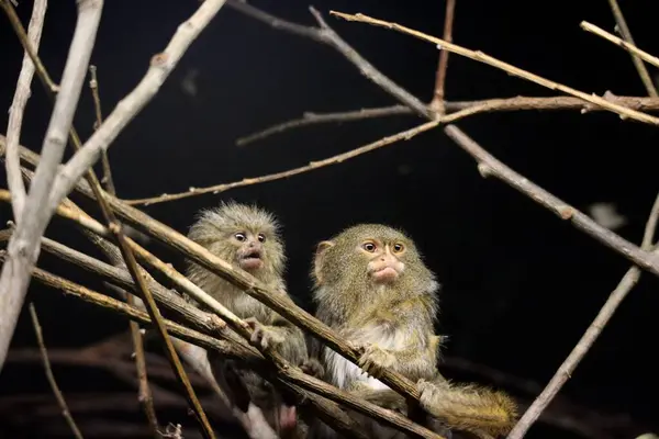 Pigme Marmoset Yakın plan, Egzotik Hayvanlar, En Küçük Maymun, Vahşi Yaşam Stok Fotoğrafı